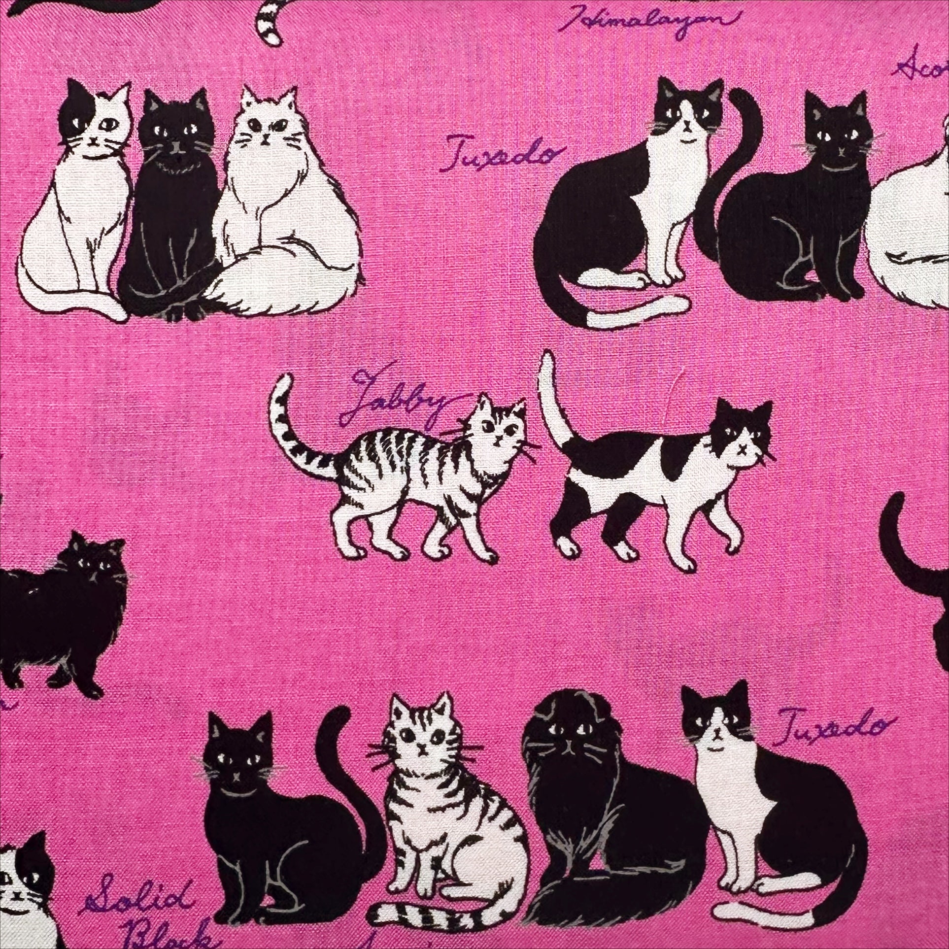 Sitting Kitties Cats Cotton Fabric by Handworks, Imported from Japan, Pink